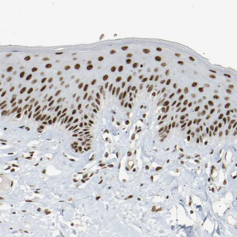 Immunohistochemistry (Formalin/PFA-fixed paraffin-embedded sections) - Anti-NELFB Antibody (AB327200)