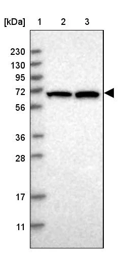 Western blot - Anti-NELFB Antibody (AB327200)