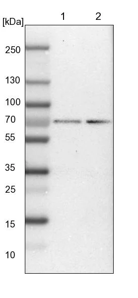 Western blot - Anti-NELFB Antibody (AB327200)
