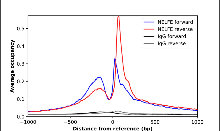 ChIP - Anti-NELFE Antibody (AB327231)