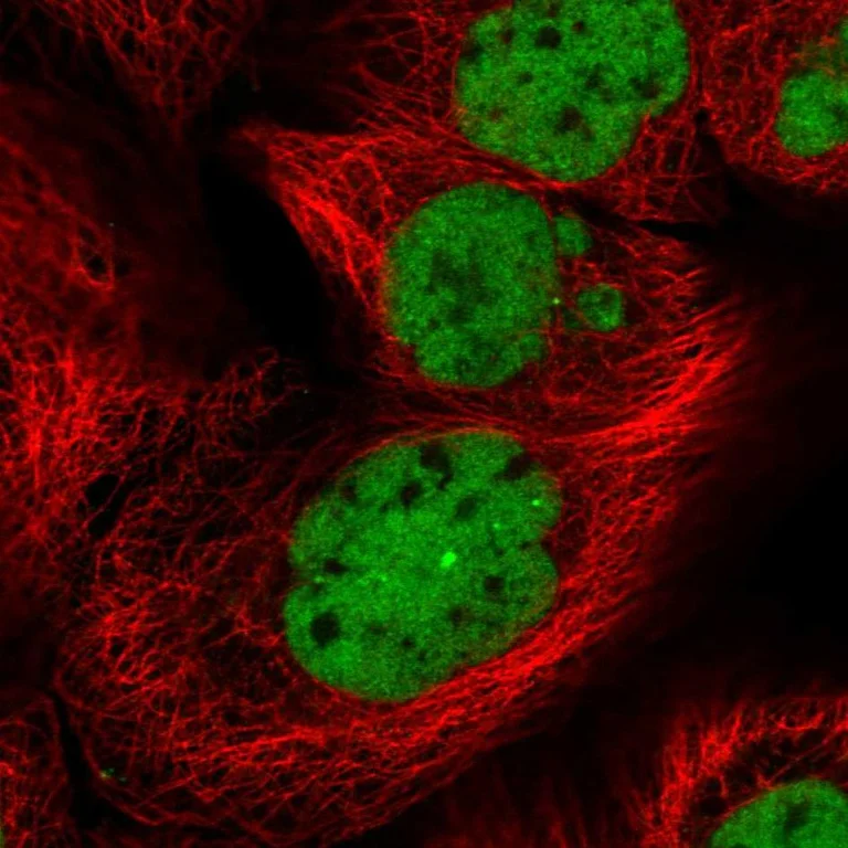 Immunocytochemistry/ Immunofluorescence - Anti-NELFE Antibody (AB327231)