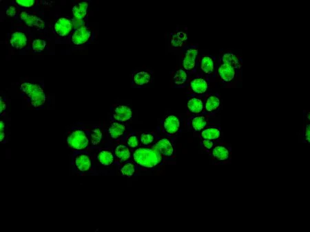 Immunocytochemistry/ Immunofluorescence - Anti-NELFe antibody [EPR11600] - BSA and Azide free (AB240158)