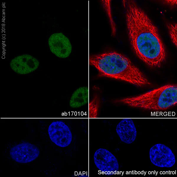 Immunocytochemistry/ Immunofluorescence - Anti-NELFe antibody [EPR11600] - BSA and Azide free (AB240158)