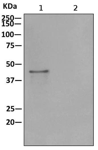 Immunoprecipitation - Anti-NELFe antibody [EPR11600] - BSA and Azide free (AB240158)