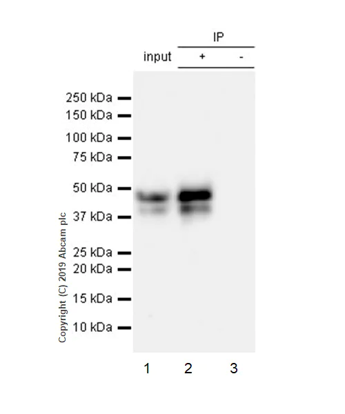 Immunoprecipitation - Anti-NELFe antibody [EPR11600] - BSA and Azide free (AB240158)