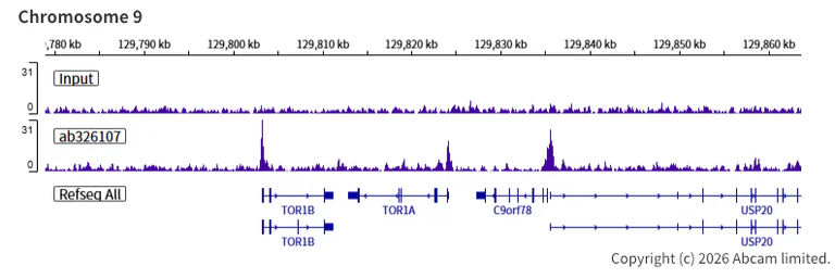 ChIP-sequencing - Anti-NELFe antibody [EPR29850-562] (AB326107)