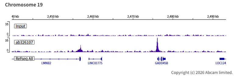 ChIP-sequencing - Anti-NELFe antibody [EPR29850-562] (AB326107)