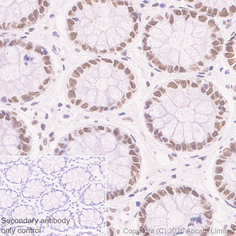 Immunohistochemistry (Formalin/PFA-fixed paraffin-embedded sections) - Anti-NELFe antibody [EPR29850-562] (AB326107)