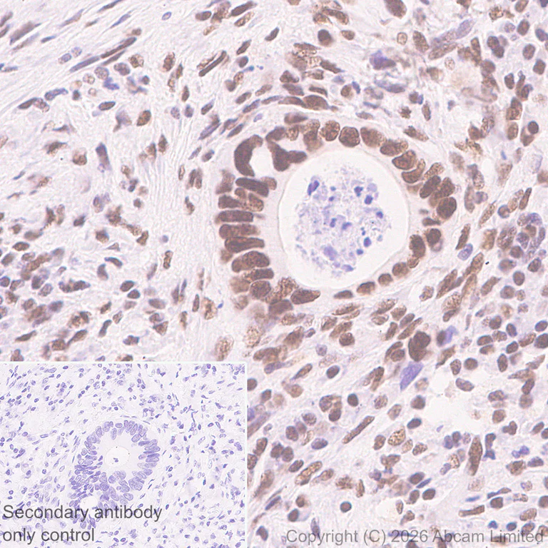 Immunohistochemistry (Formalin/PFA-fixed paraffin-embedded sections) - Anti-NELFe antibody [EPR29850-562] (AB326107)