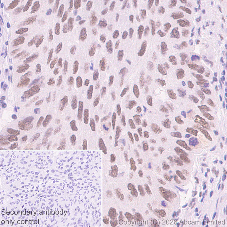 Immunohistochemistry (Formalin/PFA-fixed paraffin-embedded sections) - Anti-NELFe antibody [EPR29850-562] (AB326107)