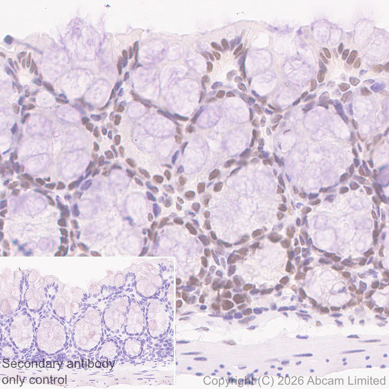 Immunohistochemistry (Formalin/PFA-fixed paraffin-embedded sections) - Anti-NELFe antibody [EPR29850-562] (AB326107)