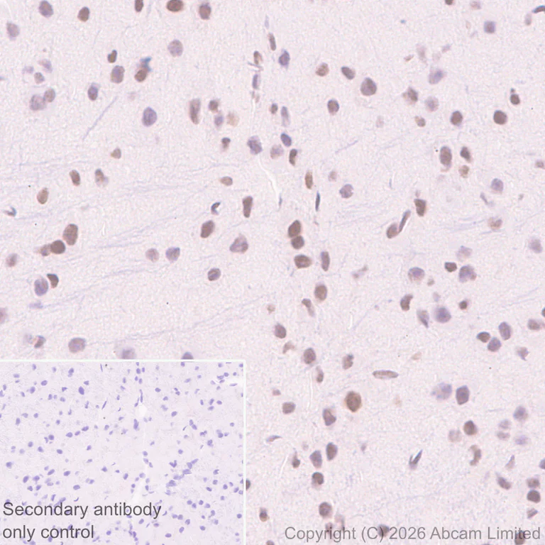 Immunohistochemistry (Formalin/PFA-fixed paraffin-embedded sections) - Anti-NELFe antibody [EPR29850-562] (AB326107)