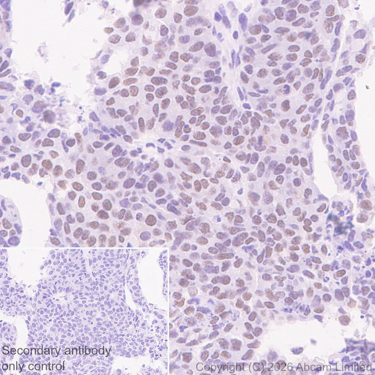 Immunohistochemistry (Formalin/PFA-fixed paraffin-embedded sections) - Anti-NELFe antibody [EPR29850-562] (AB326107)