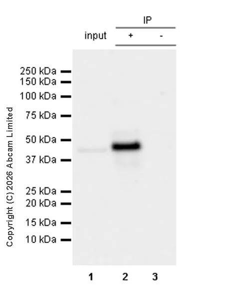 Immunoprecipitation - Anti-NELFe antibody [EPR29850-562] (AB326107)