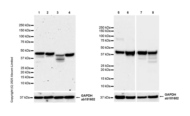 Western blot - Anti-NELFe antibody [EPR29850-562] (AB326107)