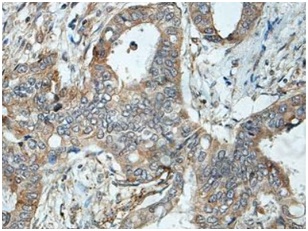 Immunohistochemistry (Formalin/PFA-fixed paraffin-embedded sections) - Anti-NELL1 antibody (AB197315), expandable thumbnail