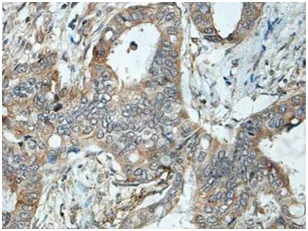 Immunohistochemistry (Formalin/PFA-fixed paraffin-embedded sections) - Anti-NELL1 antibody (AB197315)