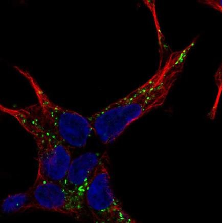 Immunocytochemistry/ Immunofluorescence - Anti-NELL2 antibody (AB240780), expandable thumbnail