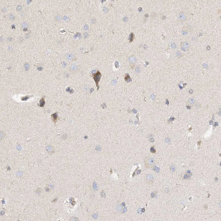 Immunohistochemistry (Formalin/PFA-fixed paraffin-embedded sections) - Anti-NELL2 antibody (AB240781)