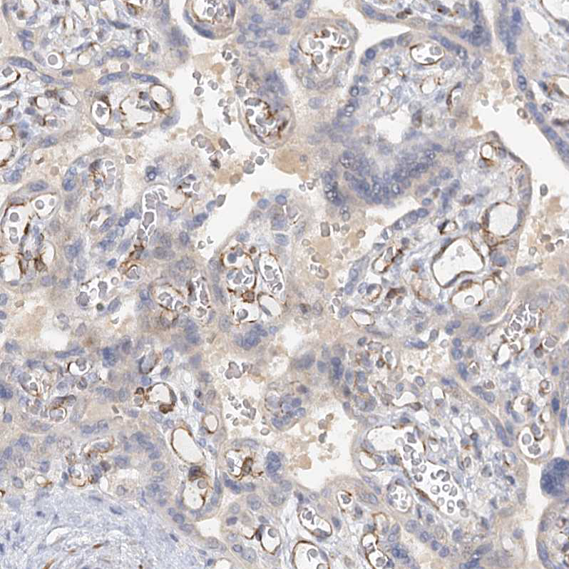 Immunohistochemistry (Formalin/PFA-fixed paraffin-embedded sections) - Anti-NELL2 antibody (AB240781), expandable thumbnail