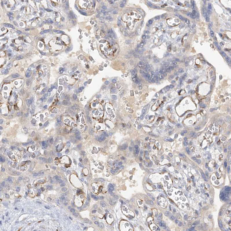 Immunohistochemistry (Formalin/PFA-fixed paraffin-embedded sections) - Anti-NELL2 antibody (AB240781)
