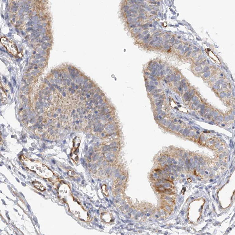 Immunohistochemistry (Formalin/PFA-fixed paraffin-embedded sections) - Anti-NELL2 antibody (AB240781)