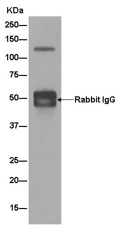 Immunoprecipitation - Anti-NELL2 antibody [EPR13538] (AB182002)