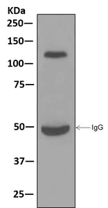 Immunoprecipitation - Anti-NELL2 antibody [EPR13539] - BSA and Azide free (AB250499)