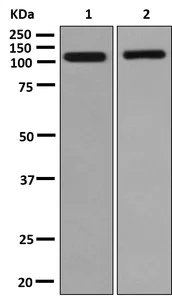 Western blot - Anti-NELL2 antibody [EPR13539] - BSA and Azide free (AB250499)