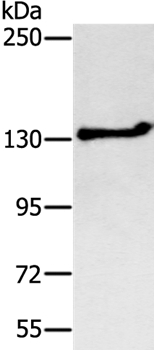 Western blot - Anti-NEMF antibody (AB200382), expandable thumbnail