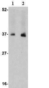 Western blot - Anti-NENF antibody (AB74474)