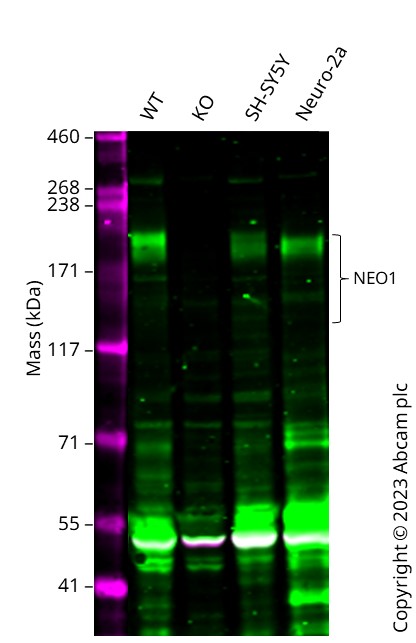 Western blot - Anti-Neogenin antibody - C-terminal (AB190263)