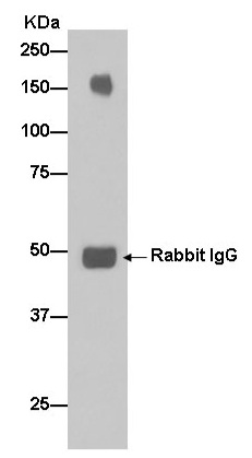 Immunoprecipitation - Anti-Neogenin antibody [EPR14696] (AB183511)