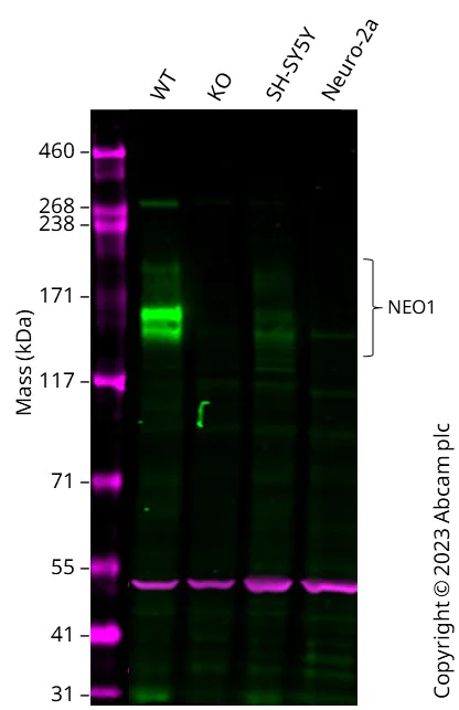 Western blot - Anti-Neogenin antibody [EPR14696] - BSA and Azide free (AB215521)