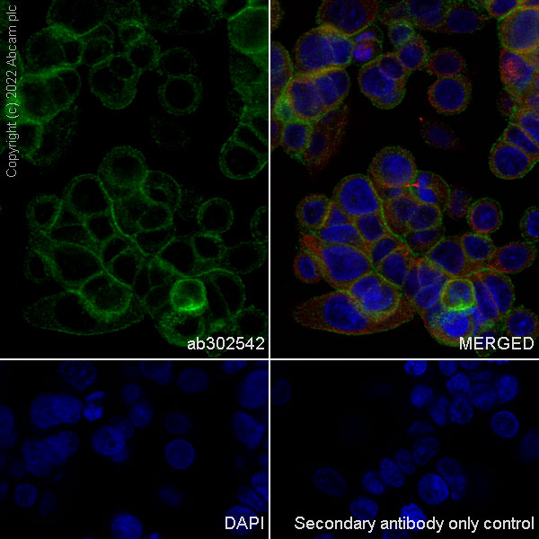 Immunocytochemistry/ Immunofluorescence - Anti-Neogenin antibody [EPR25220-56] (AB302542), expandable thumbnail