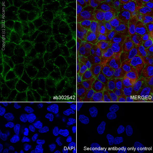 Immunocytochemistry/ Immunofluorescence - Anti-Neogenin antibody [EPR25220-56] (AB302542), expandable thumbnail
