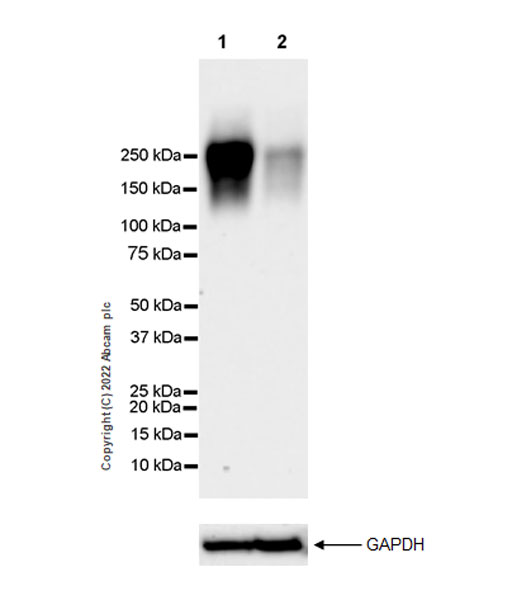 Western blot - Anti-Neogenin antibody [EPR25220-56] (ab302542), expandable thumbnail