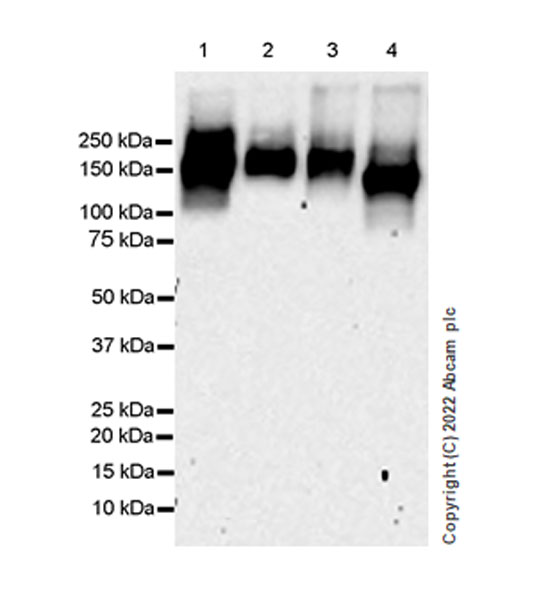 Western blot - Anti-Neogenin antibody [EPR25220-56] (AB302542), expandable thumbnail