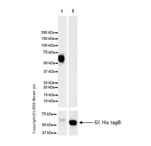 Western blot - Anti-Neogenin antibody [EPR25220-56] (AB302542), expandable thumbnail