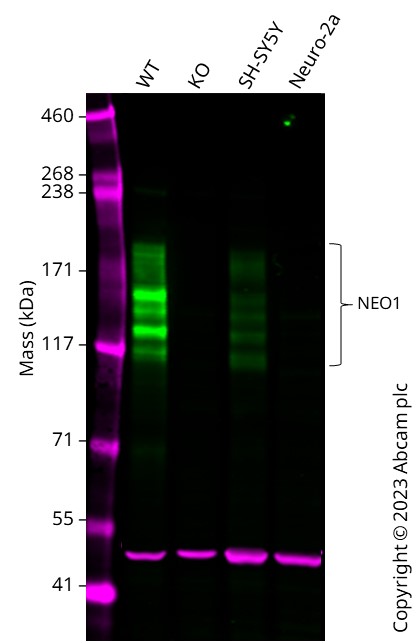 Western blot - Anti-Neogenin antibody [EPR25220-56] (AB302542), expandable thumbnail