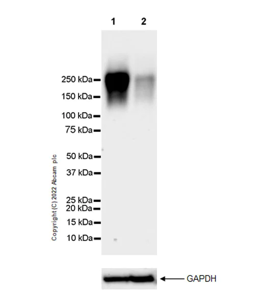 Western blot - Anti-Neogenin antibody [EPR25220-56] (BSA and Azide free) (AB302543)