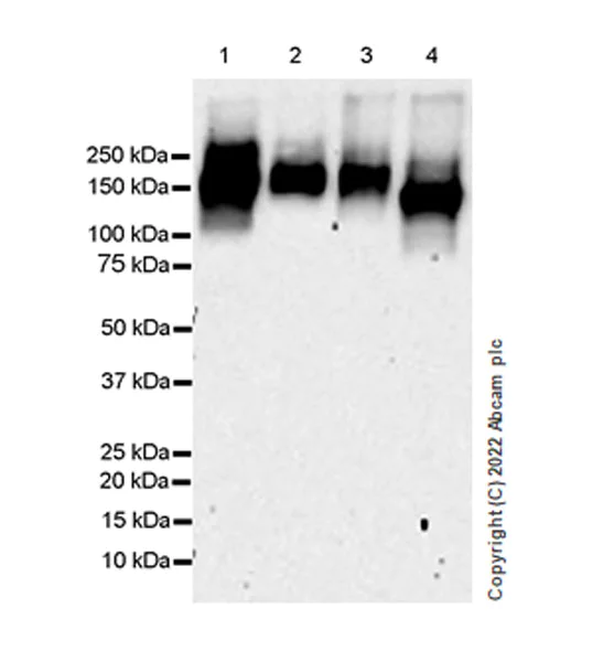 Western blot - Anti-Neogenin antibody [EPR25220-56] (BSA and Azide free) (AB302543)