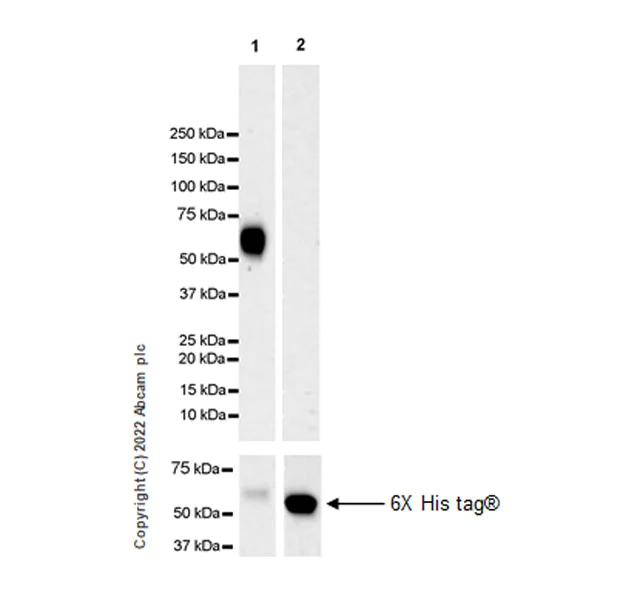 Western blot - Anti-Neogenin antibody [EPR25220-56] (BSA and Azide free) (AB302543)
