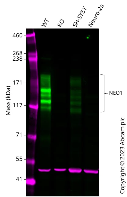 Western blot - Anti-Neogenin antibody [EPR25220-56] (BSA and Azide free) (AB302543)