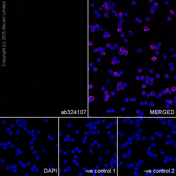 Immunocytochemistry/ Immunofluorescence - Anti-Neogenin antibody [EPR30444-522] (AB324107)