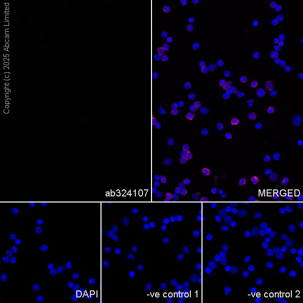 Immunocytochemistry/ Immunofluorescence - Anti-Neogenin antibody [EPR30444-522] (AB324107)