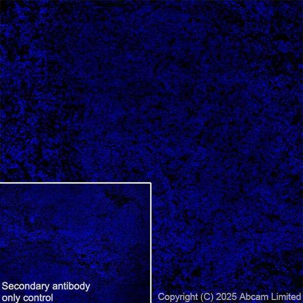 Immunohistochemistry (Frozen sections) - Anti-Neogenin antibody [EPR30444-522] (AB324107)