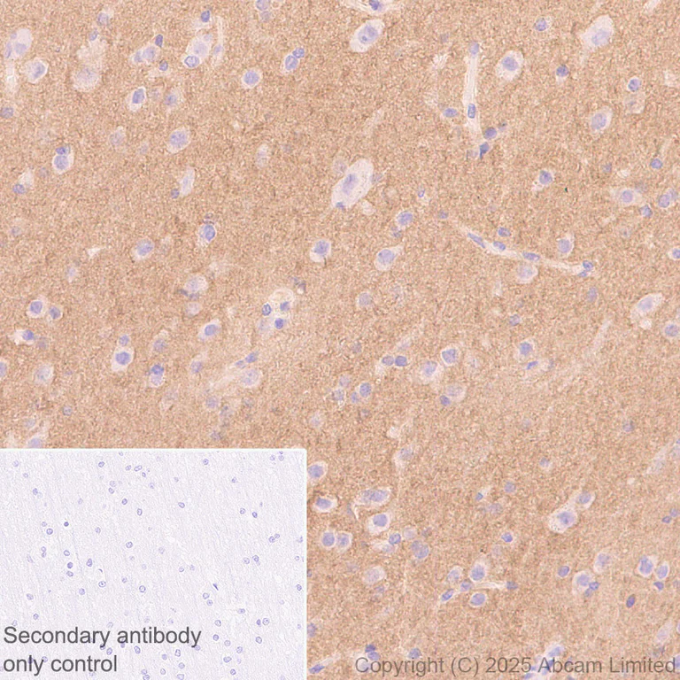 Immunohistochemistry (Formalin/PFA-fixed paraffin-embedded sections) - Anti-Neogenin antibody [EPR30444-522] - BSA and Azide free (AB326594)