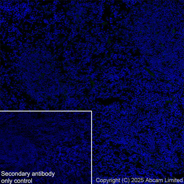 Immunohistochemistry (Frozen sections) - Anti-Neogenin antibody [EPR30444-522] - BSA and Azide free (AB326594)