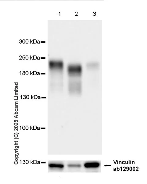 Western blot - Anti-Neogenin antibody [EPR30444-522] - BSA and Azide free (AB326594)